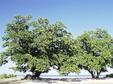 Trees, Anse Union, West Coast, Island of La Digue, Seychelles, Indian Ocean, Africa