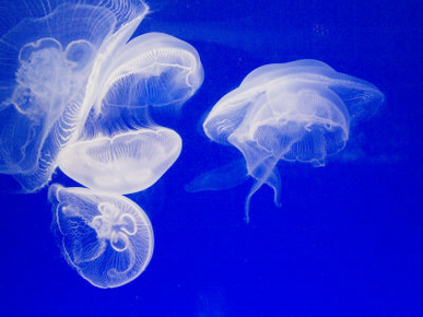 Jellyfish, Aquarium, Oceanographic Institute, Monaco-Veille, Monaco