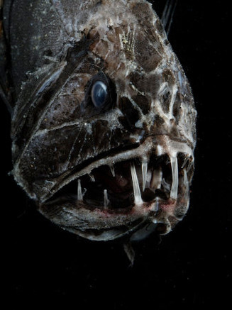 Fangtooth, Bathypelagic Fish (Anoplogaster Cornuta), Deep Sea Atlantic Ocean