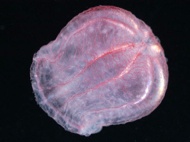 Comb Jelly (Beroe Cucumis), Deep Sea Atlantic Ocean
