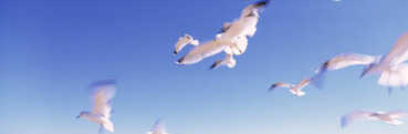 Seagulls Flying Along Route A1A, Atlantic Ocean, Flagler Beach, Florida, USA