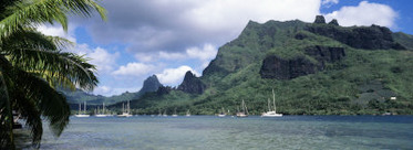 Sailboats Sailing in an Ocean, Cook's Bay, Moorea, French Polynesia