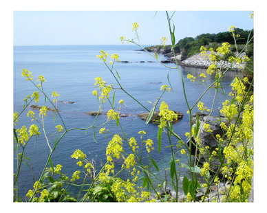 Newport, Rhode Island Ocean View