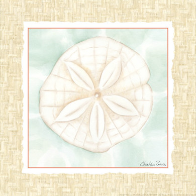 Ocean Sanddollar