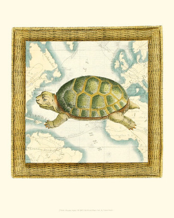 Oceanic Turtle I