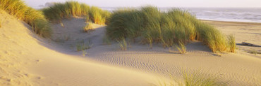 Grass on the Beach, Pacific Ocean, Boardman State Park, Oregon, USA