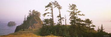 Trees on Rocks, Pacific Ocean, Boardman State Park, Oregon, USA