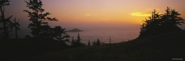 Silhouette of Trees at Sunset, Pacific Ocean, Boardman State Park, Oregon, USA