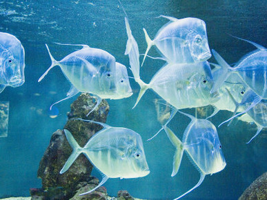 Aquarium, Oceanographic Institute, Monaco-Veille, Monaco