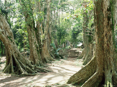 Allee De Sang Dragon, Mission a Morne Seychellois, Island of Mahe, Seychelles, Indian Ocean, Africa