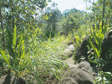 Les Hauts De Grand Anse, West Coast, Island of Mahe, Seychelles, Indian Ocean, Africa