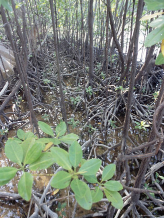 Mangroves, South Coast, Island of Curieuse, Seychelles, Indian Ocean, Africa