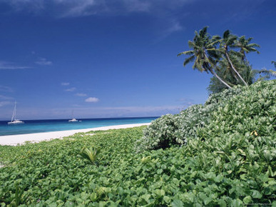 Nature Reserve and Beach, Ile Aride (Aride Island), Seychelles, Indian Ocean, Africa