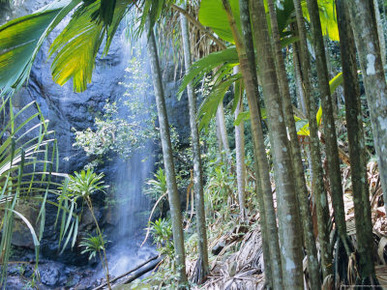 Waterfall, Vallee De Mai National Park, Island of Praslin, Seychelles, Indian Ocean, Africa