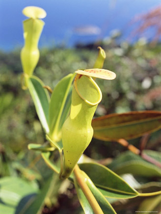 Carnivorous Flower, Les Hauts De Grand Anse, Island of Mahe, Seychelles, Indian Ocean, Africa