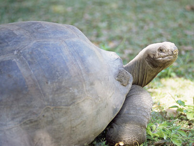 Giant Tortoise, Seychelles, Indian Ocean, Africa