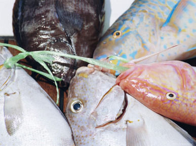 Fish Catch, Northeast Coast, Island of Praslin, Seychelles, Indian Ocean, Africa