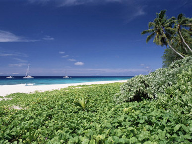 Nature Reserve and Beach, Ile Aride (Aride Island), Seychelles, Indian Ocean, Africa