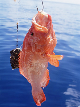 Fish Hanging from Hook, Northeast Coast, Island of Praslin, Seychelles, Indian Ocean, Africa