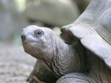 Tortoise, South Coast, Curieuse Island, Seychelles, Indian Ocean, Africa