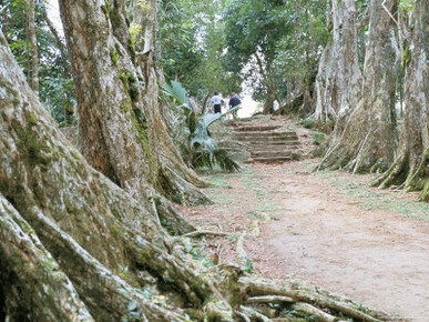 Allee De Sang-Dragon, Mission at Morne Seychellois, Island of Mahe, Indian Ocean