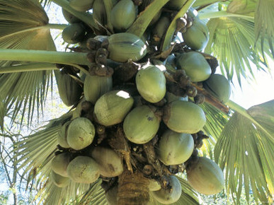 Coconuts, Botanical Garden, Victoria, Island of Mahe, Seychelles, Indian Ocean, Africa