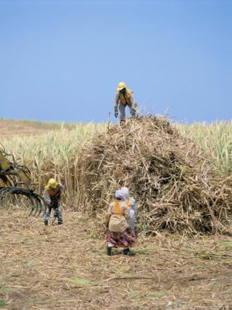 Harvesting Sugar Cane, Mauritius, Indian Ocean, Africa