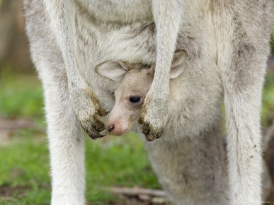 Eastern Grey Kangaroo (Macropus Giganteus) with a Joey, Great Ocean Road, Victoria, Australia