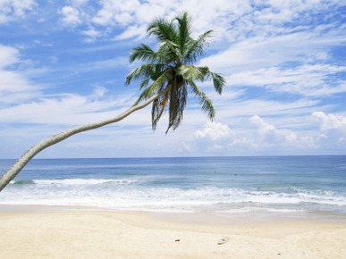 Palm Tree, Hikkaduwa Beach, Sri Lanka, Indian Ocean