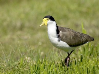 Masked Lapwing (Vanellus Miles), Great Ocean Road, Victoria, Australia