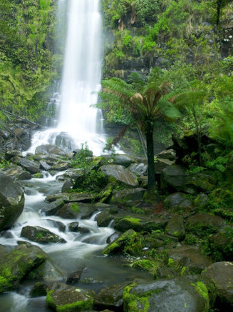 Erskine Falls, Waterfall in the Rainforest, Great Ocean Road, South Australia, Australia