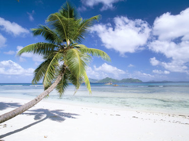 Leaning Palm Tree and Beach, Anse Severe, Island of La Digue, Seychelles, Indian Ocean, Africa