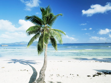 Leaning Palm Tree and Beach, Anse Severe, La Digue Island, Seychelles, Indian Ocean, Africa