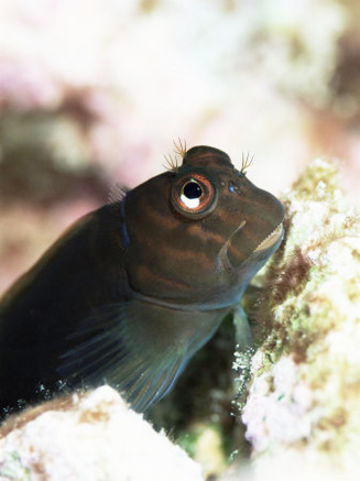 Goby Lives in Holes in Coral, Aldabra, Seychelles, Indian Ocean, Africa