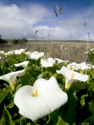 White Arum Lily, Araceae, Great Ocean Road, Victoria, Australia