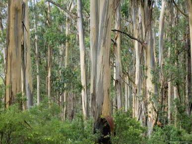 Eucalyptus Trees, Great Ocean Road, Victoria, Australia