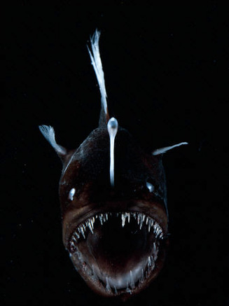 Deep Sea Anglerfish, Female with Lure Projecting from Head to Attract Prey, Atlantic Ocean