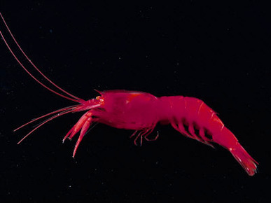 Deep Sea Decapod, Atlantic Ocean Photographed at Surface