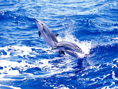 Leaping Clymene Dolphins, Gulf of Mexico, Atlantic Ocean