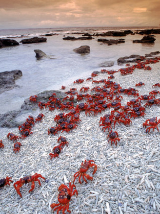 Christmas Island Red Crabs, on the Shore, Indian Ocean, Australia