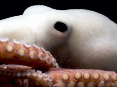 Deepsea Octopus (Benthoctopus Sp), Close-Up of Eye, Deep Sea Atlantic Ocean