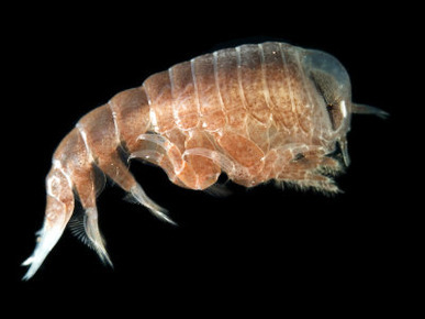 Hyperiid Amphipod from Korsfjorden, Norway, Caught at Around 350M, Deep Sea Atlantic Ocean