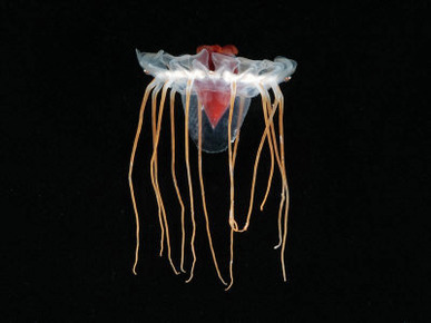 (Periphylla Sp) Juvenile, Jellyfish, Deep Sea Atlantic Ocean