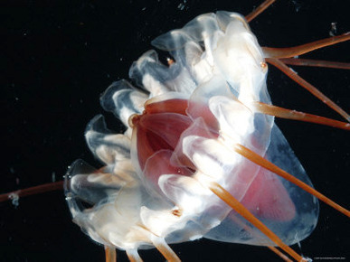 (Periphylla Sp) Jellyfish, Deep Sea Atlantic Ocean