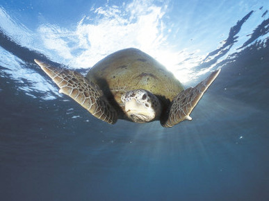 Green Turtle Swimming, Sulu-Sulawesi Seas, Indo Pacific Ocean